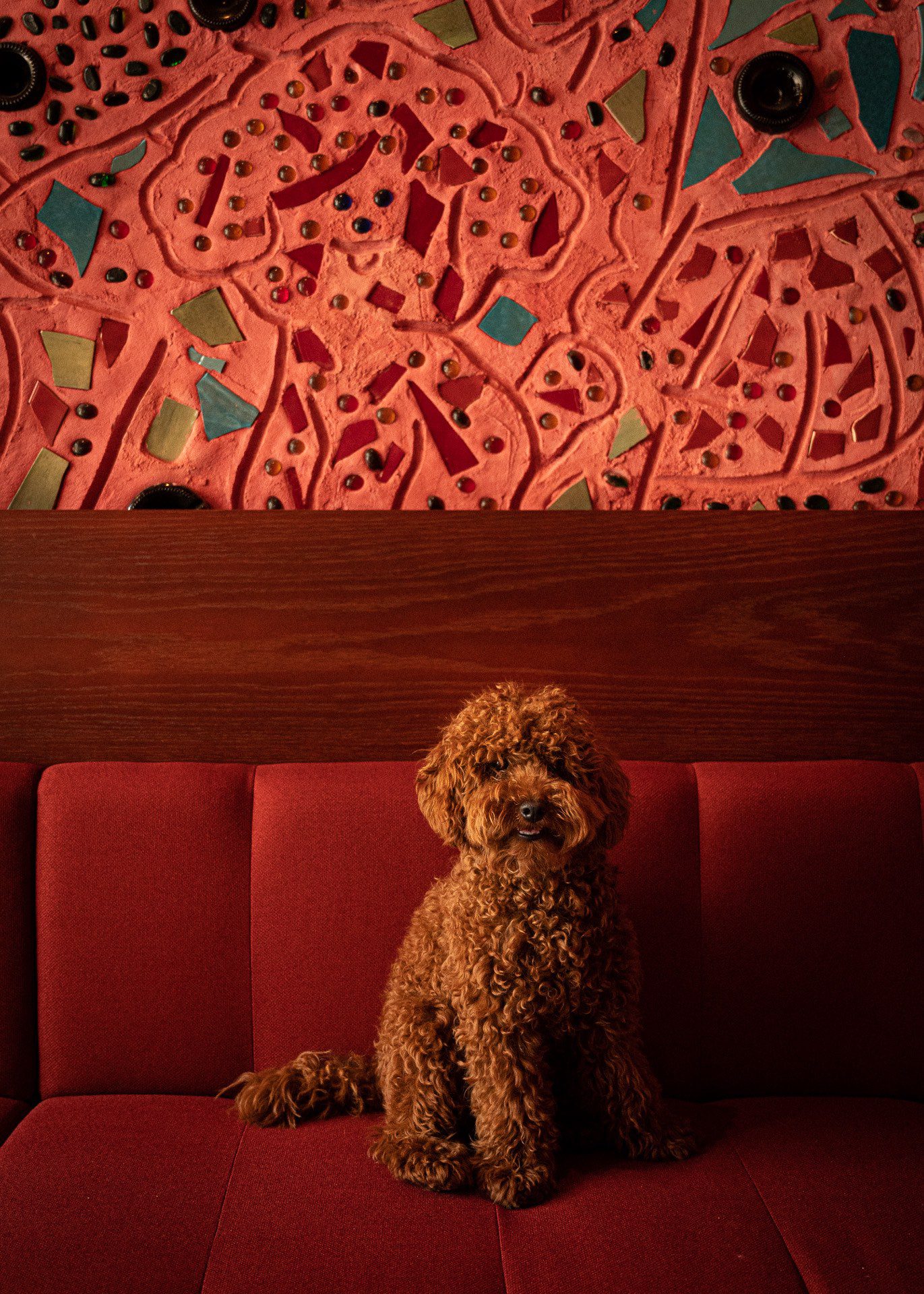 Dog sitting on the banquette